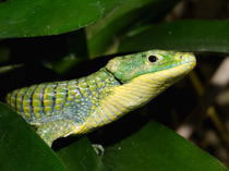 Abronia graminea (schmaler Augenring)